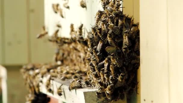 Honingbijen Apis Mellifera Zwermen Naast Bijenkorf Slow Motion Video Anderen — Stockvideo