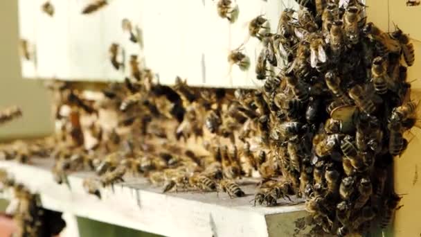 Honingbijen Apis Mellifera Zwermen Naast Bijenkorf Slow Motion Video Anderen — Stockvideo