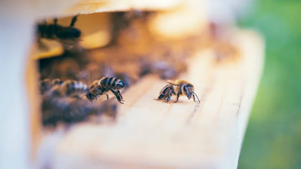 Méhek Nyüzsgése Apis Mellifera Virágport Szállítva Méhészetben Kaptár Leszállóhelyéhez Repülve — Stock Fotó
