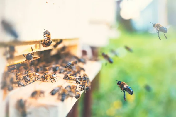 Méhek Nyüzsgése Apis Mellifera Virágport Szállítva Méhészetben Kaptár Leszállóhelyéhez Repülve — Stock Fotó