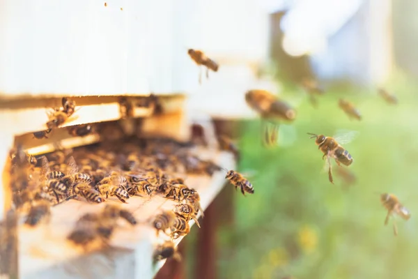 花粉を運ぶミツバチ Apis Mellifera の群生し アブラムシの巣の着陸板に飛んでいます 有機Bio農業 動物の権利 自然概念に戻る — ストック写真