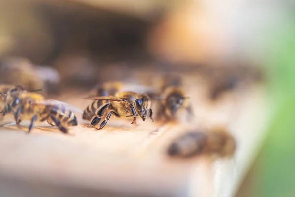 Рой Медоносных Пчел Apis Mellifera Несущих Пыльцу Летящих Посадочную Доску — стоковое фото