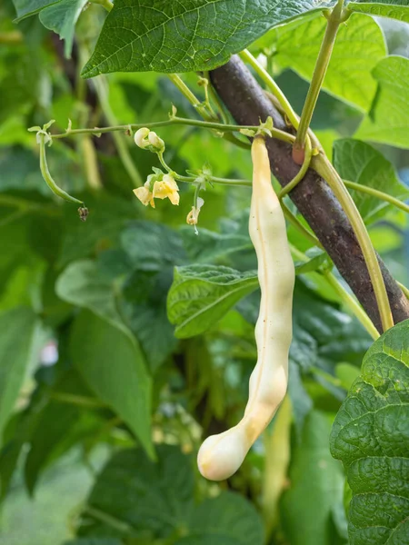 農場で栽培されている腎臓豆の熟したポッド 自家製の庭で成熟したハリコット植物 Paseolus Valgaris のポッドの束を持つブッシュ 有機農業 健康食品 Bioの流行 自然概念に戻る ストック写真