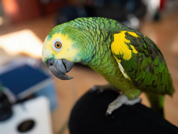 Turquoise-fronted amazon parrot (Amazona aestiva) enjoys free movement around the apartment. Cute green friendly pet bird sitting on knee of its owner. Close-up.