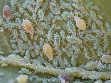 Aphid Kolonisi 'ne yakın çekim - Hemiptera: Aphididae - erik yaprağı üzerinde. Böceklerin makro fotoğrafı - bitkiler, sinekler, kara sinekler ya da beyaz sinekler - bitkilerden meyve suyu emiyorlar.