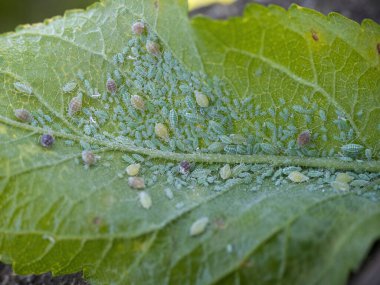 Aphid Kolonisi 'ne yakın çekim - Hemiptera: Aphididae - erik yaprağı üzerinde. Böceklerin makro fotoğrafı - bitkiler, sinekler, kara sinekler ya da beyaz sinekler - bitkilerden meyve suyu emiyorlar.