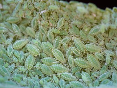 Aphid Kolonisi 'ne yakın çekim - Hemiptera: Aphididae - erik yaprağı üzerinde. Böceklerin makro fotoğrafı - bitkiler, sinekler, kara sinekler ya da beyaz sinekler - bitkilerden meyve suyu emiyorlar.