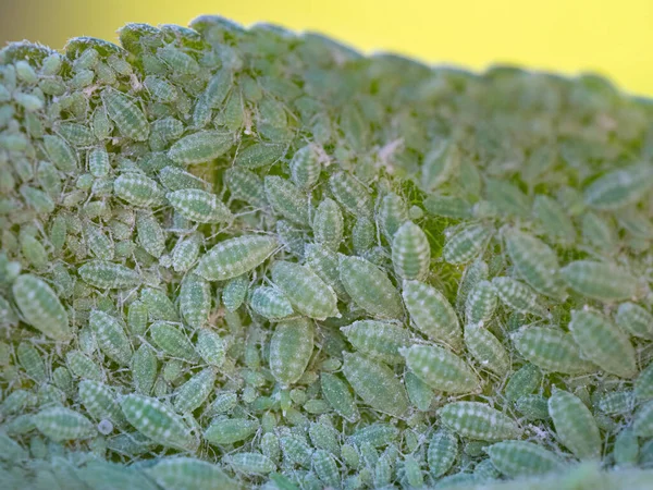 Közelkép Aphid Kolóniáról Hemiptera Aphididae Szilvalevélen Makró Fénykép Rovarkártevőkről Növénytetvek — Stock Fotó