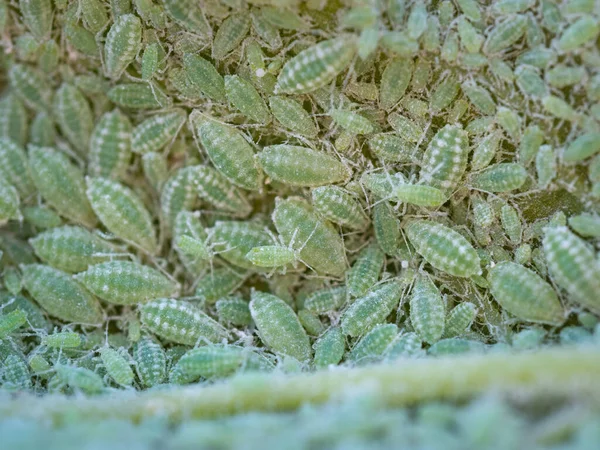 Detailní Záběr Kolonie Aphid Hemiptera Aphidae Švestkovém Listu Makro Foto — Stock fotografie