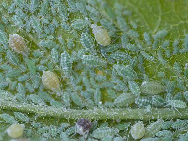 Nahaufnahme Einer Blattlauskolonie Hemiptera Aphididae Auf Einem Pflaumenblatt Makroaufnahme Von — Stockfoto