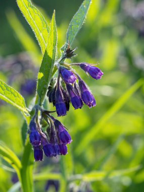 Güzel çiçek açan menekşe çiçekleri - Symphytum officinale - ev yapımı bahçede. Sabah güneşiyle aydınlandı. Yakın plan..