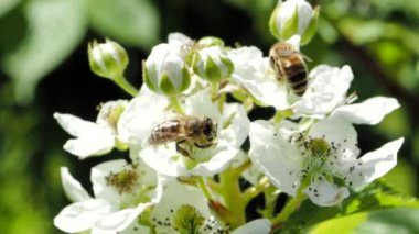 Bal arısı (Apis mellifera), SLOW Motion HD VIDEO bahçesindeki böğürtlen çiçeklerinin açan beyaz çiçeklerinden polen topluyor. Makroyu kapat. Çeyrek hız.