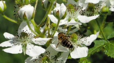 Bal arısı (Apis mellifera), SLOW Motion HD VIDEO bahçesindeki böğürtlen çiçeklerinin açan beyaz çiçeklerinden polen topluyor. Makroyu kapat. Çeyrek hız.