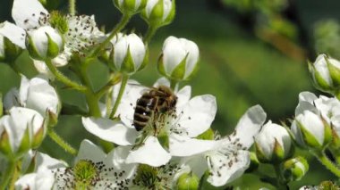 Bal arısı (Apis mellifera), SLOW Motion HD VIDEO bahçesindeki böğürtlen çiçeklerinin açan beyaz çiçeklerinden polen topluyor. Makroyu kapat. Çeyrek hız.