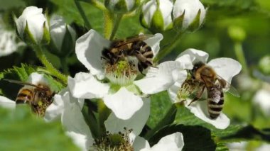 Bal arısı (Apis mellifera), SLOW Motion HD VIDEO bahçesindeki böğürtlen çiçeklerinin açan beyaz çiçeklerinden polen topluyor. Makroyu kapat. Çeyrek hız.