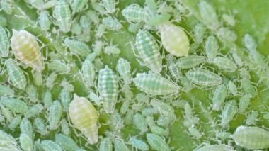 Aphid Kolonisi - Hemiptera: Aphididae - 4K VIDEO 'daki erik yaprağına yakın çekim. Böcek böceklerinin makro görüntüleri - bitkiler, sinekler, kara sinekler veya beyaz sinekler - bitkilerden meyve suyu emiyorlar.
