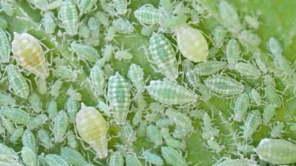 Close Van Aphid Kolonie Hemiptera Aphididae Pruimenblad Video Macro Opnames — Stockvideo