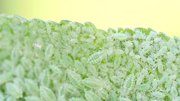 Closeup Aphid Colony Hemiptera Aphididae Plum Leaf Video Macro Filmagem — Vídeo de Stock