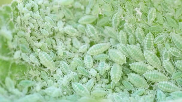 Closeup Aphid Colony Hemiptera Aphididae Plum Leaf Video Macro Footage — Stock Video