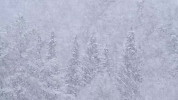 低速运动Hd Video中的暴雪细节 狂野的雪花在风中飘扬 低深度的田野和模糊的松树背景 四分之一速度慢 — 图库视频影像