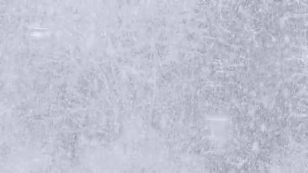 ブリザード 4Kビデオで大雪の詳細 風の中で野生の落下雪片 畑の深さが低く 背景には松がぼやけていました — ストック動画