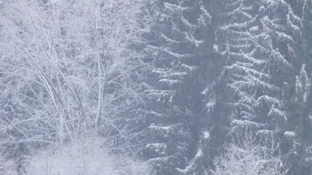 Blizzard Szczegóły Burzy Śnieżnej Video Dzikie Płatki Śniegu Wietrze Niska — Wideo stockowe