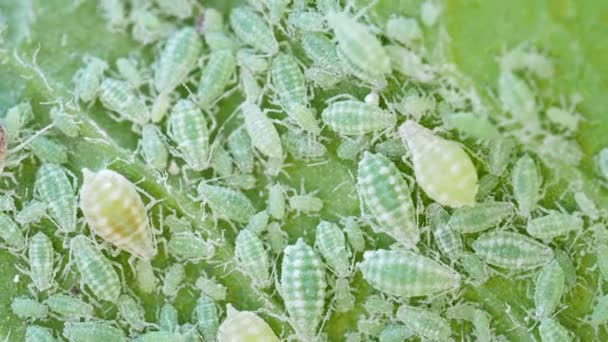 Detailní Záběr Kolonie Aphid Hemiptera Aphidae Švestkovém Listu Video Makro — Stock video