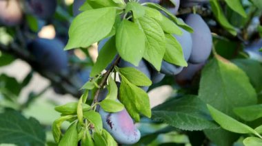 4K VIDEO 'da ağacın dalında olgun erik meyvesi (Prunus domestica). Ev yapımı bahçede yetişen taze meyveler. Yakın plan. Organik tarım, sağlıklı yiyecekler, BIO videoları, doğa konseptine dönüş..
