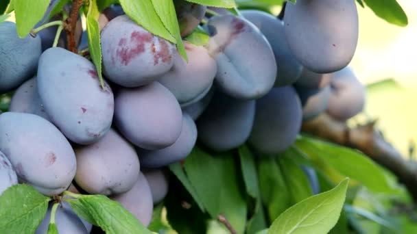 在4K Video树枝条上的成熟李子 Prunus Domestica 在自制的花园里生长着新鲜的天然水果 有机耕作 健康食品 生物安全倡议 回到自然概念 — 图库视频影像