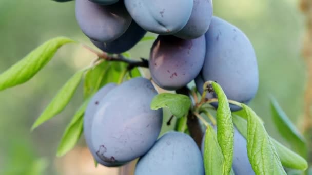 4Kビデオで木の枝に熟した梅の実 Prunus Domestica 自家製の庭で成長している自然の果物の新鮮な束 接近中だ 有機農業 健康食品 Bioの流行 自然概念に戻る — ストック動画