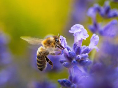 Bal arısı (Apis mellifera) menekşe çiçeğinden polen topluyor. Arı arka planda lavanta çiçeğini tozlaştırır. Seçici odaklanma. Süper makro. Son derece yakın çekim. Organik BIO tarımı, doğaya dönüş..