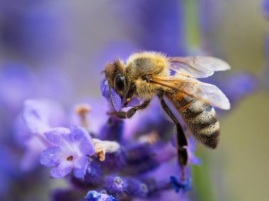 Bal arısı (Apis mellifera) menekşe çiçeğinden polen topluyor. Arı arka planda lavanta çiçeğini tozlaştırır. Seçici odaklanma. Süper makro. Son derece yakın çekim. Organik BIO tarımı, doğaya dönüş..