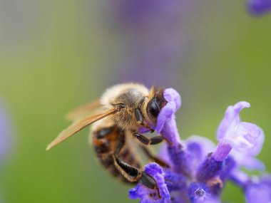 Bal arısı (Apis mellifera) menekşe çiçeğinden polen topluyor. Arı arka planda lavanta çiçeğini tozlaştırır. Seçici odaklanma. Süper makro. Son derece yakın çekim. Organik BIO tarımı, doğaya dönüş..