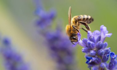 Bal arısı (Apis mellifera) menekşe çiçeğinden polen topluyor. Arı arka planda lavanta çiçeğini tozlaştırır. Seçici odaklanma. Süper makro. Son derece yakın çekim. Organik BIO tarımı, doğaya dönüş..