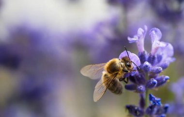 Bal arısı (Apis mellifera) menekşe çiçeğinden polen topluyor. Arı arka planda lavanta çiçeğini tozlaştırır. Seçici odaklanma. Süper makro. Son derece yakın çekim. Organik BIO tarımı, doğaya dönüş..