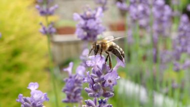 Bal arısı (Apis mellifera), Yavaş Hareket HD VIDEO 'daki menekşe çiçeklerinde polen toplar. Arı arka planda lavanta çiçeğini tozlaştırır. Makroyu kapat. Çeyrek hız.