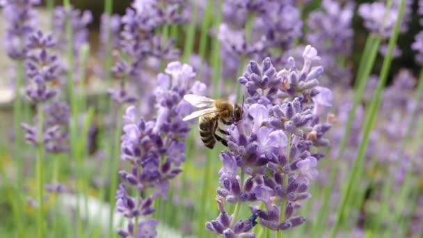 Μέλισσα Apis Mellifera Που Συλλέγει Γύρη Στο Βιολετί Λουλούδι Slow — Αρχείο Βίντεο