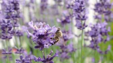 Bal arısı (Apis mellifera), Yavaş Hareket HD VIDEO 'daki menekşe çiçeklerinde polen toplar. Arı arka planda lavanta çiçeğini tozlaştırır. Makroyu kapat. Çeyrek hız.