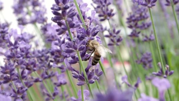 Apis Mellifea 在慢动作Hd Video中的紫罗兰花期采集花粉 蜜蜂在模糊的背景下给薰衣草花授粉 密切关注宏观 四分之一速度慢 — 图库视频影像