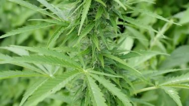 Olgun kenevir bitkisinin Macro detayları - kenevir - 4K VIDEO. Geniş tomurcuk kolasıyla çiçek açan kadın marihuana çiçeği ve görünür kahverengi erkek organlar ve kehribar üçgenleri. Yakın plan..