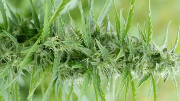Macro Detail Ripe Cannabis Plant Hemp Video Blooming Female Marijuana — Stock Video