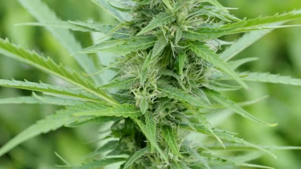 Macro Detail Ripe Cannabis Plant Hemp Video Blooming Female Marijuana — Stock Video
