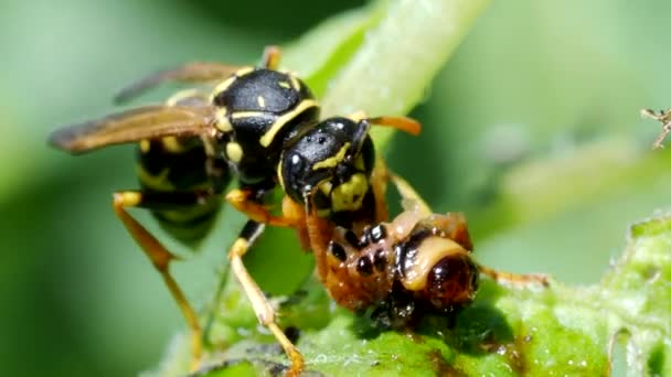 Eşekarısı Video Daki Solucanı Yiyor Colorado Böceği Larvası Leptinotarsa Decemlineata — Stok video
