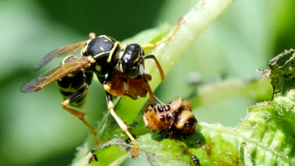 Wasp Eats Worm Video Rare Footage Wasp Vespula Vulgaris Eating — Stock Video