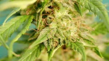 Olgun kenevir bitkisinin Macro detayları - kenevir - 4K VIDEO. Geniş tomurcuk kolasıyla çiçek açan kadın marihuana çiçeği ve görünür kahverengi erkek organlar ve kehribar üçgenleri. Yakın plan..