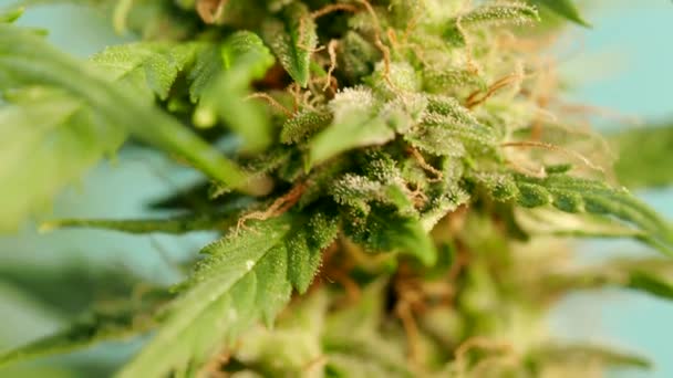 Detalle Macro Planta Cannabis Madura Cáñamo Video Flor Marihuana Femenina — Vídeos de Stock