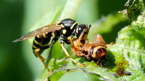 Wasp吃4K Video里的蠕虫在马铃薯植株上 很少看到食科罗拉多甲虫幼虫 Leptinotarsa Decemlineata 的黄蜂 Vespula Vulgaris 的镜头 昆虫害虫及其天敌的特写 — 图库视频影像