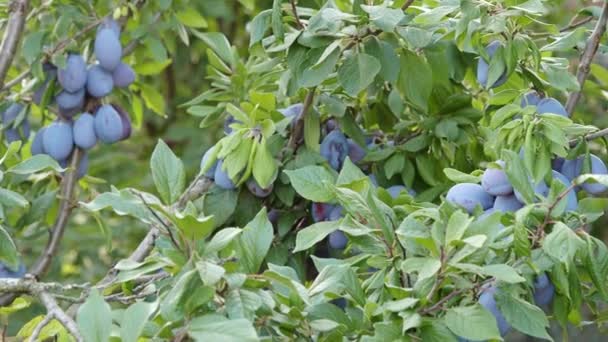 Ripe Plum Fruit Prunus Domestica Branch Tree Video Fresh Bunch — Stock Video