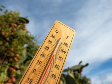 Wooden thermometer with red measuring liquid showing high temperatures on sunny day on background of Prickly pear cactus fruits. Concept of climatic conditions, warm weather, rain, climate change. clipart