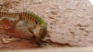 4K VIDEO 'da bal arısı yiyen kertenkele (Podarcis siculus). Doğal ortamda egzotik sürüngenlere yakın çekim.